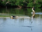 A man walking in shallow water with a gator watching and a fish jumping while a bird is watching in the background
